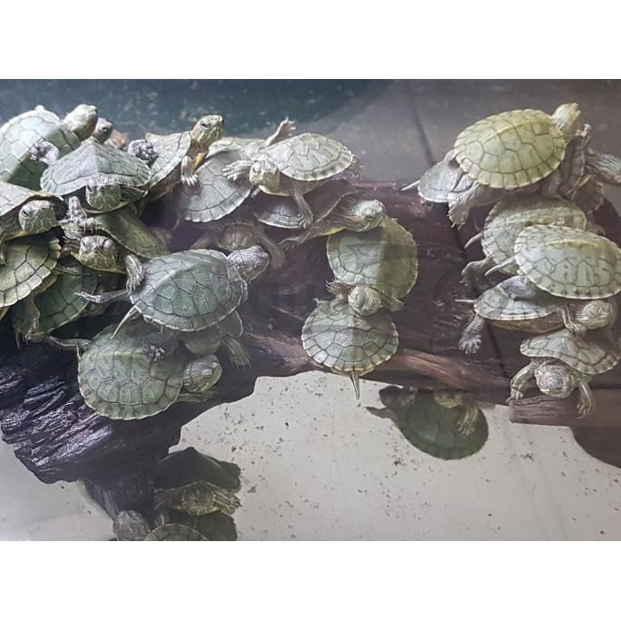 Murah KURA-KURA BRAZIL BRAZILIAN TURTLE BABY KURA KURA BRASIL Non COD