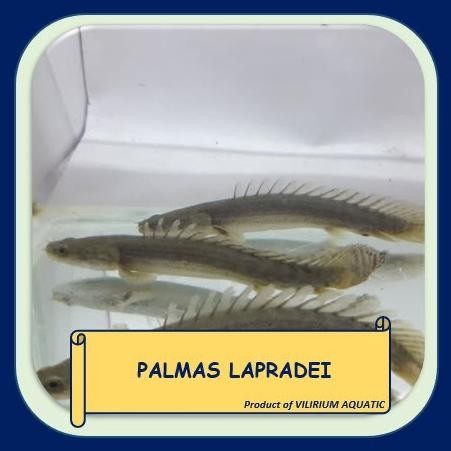 Murah IKAN HIAS AIR TAWAR - PALMAS LAPRADEI Non COD