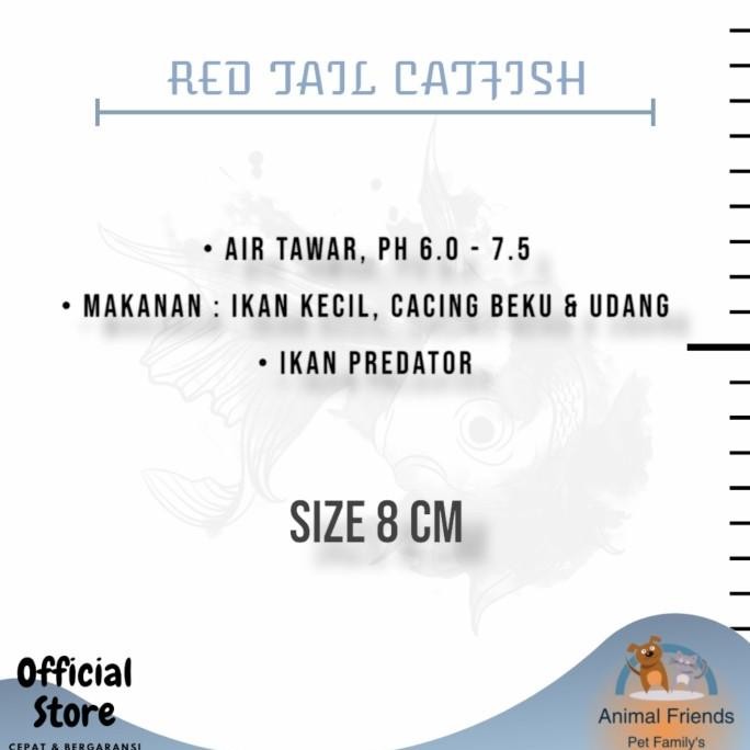 Murah IKAN PREDATOR RED TAIL CATFISH Non COD
