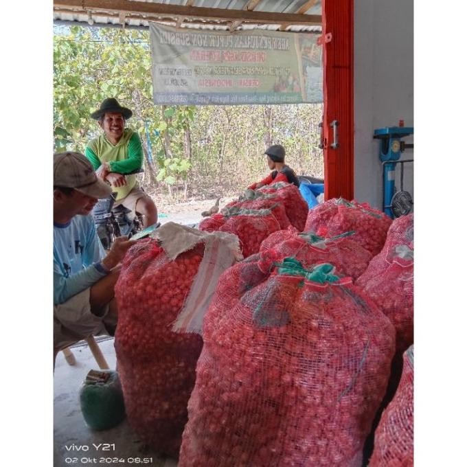 [Good] Bibit Bawang Merah NGANJUK 1 KG ( Bibit ukuran kecil)