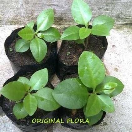 [Good] Bibit Daun Binahong Bibit Binahong Pohon Binahong Anredera cordifolia