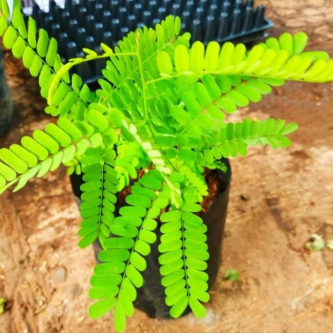 [Good] Saga Bibit Daun saga Bibit saga Tanaman saga