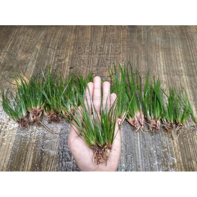 [Good] Tanaman Paludarium/Terarium - Acorus Calamus