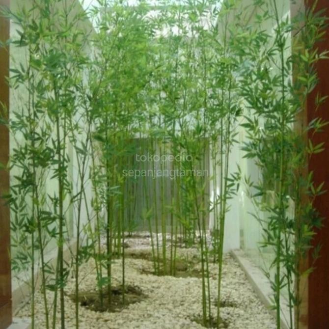 [Good] Tanaman hias pagar bambu klisik - bambu cina - tanaman pagar per btng