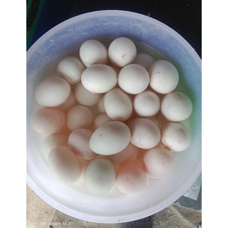 

Tw39 Telur Asin Mentah