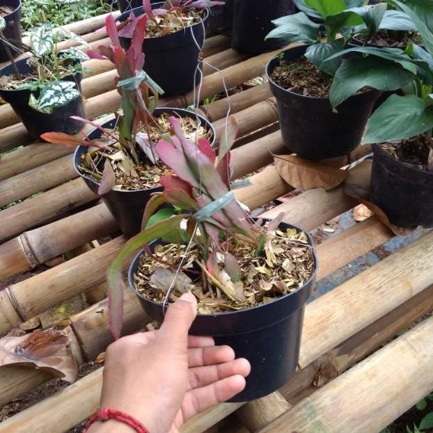 dgf-4 ew-98 Tanaman hias Wijaya Kusuma merah - wijaya Kusuma merah Terlaris Sale