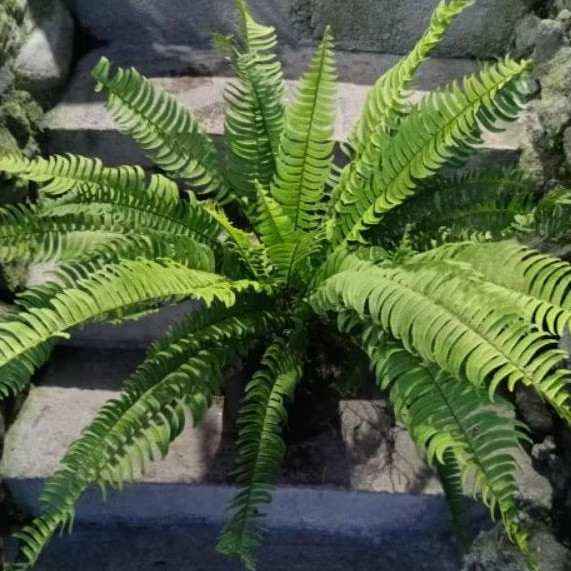 Tanaman Hias Pakis Boston Jumbo