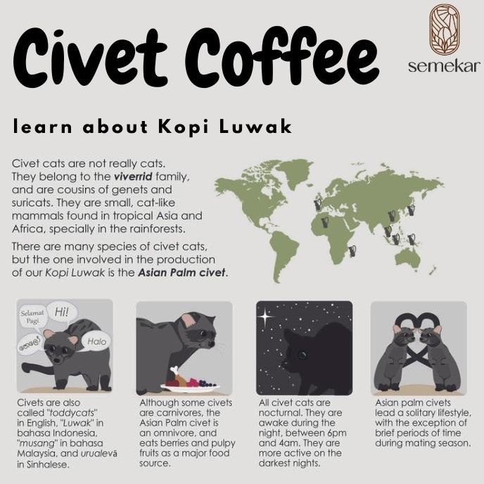 

Murah Kopi Luwak Liar Arabica Aceh Gayo Coffee Asli 100 Gram Fresh Semekar