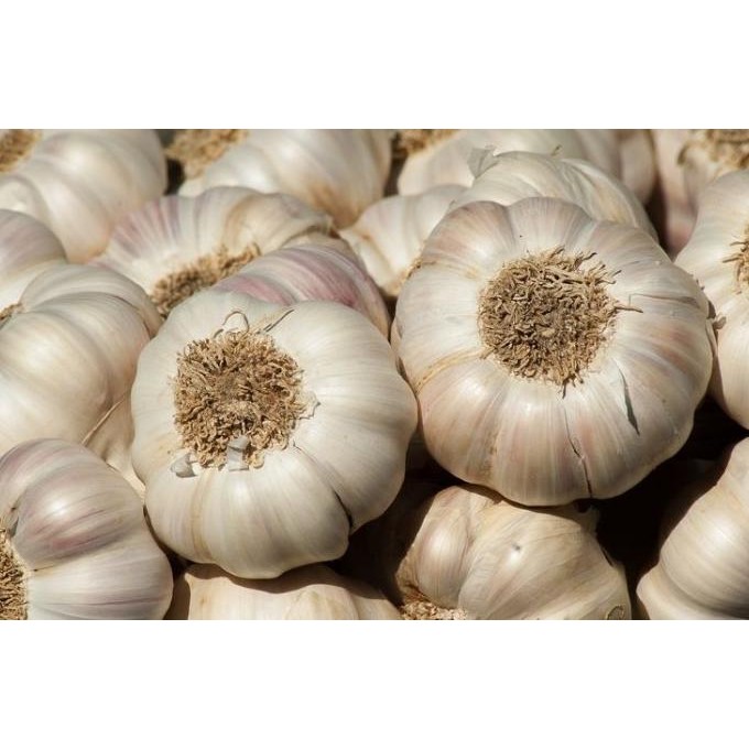 

Bawang Putih Bagus Murah Bandung nUg