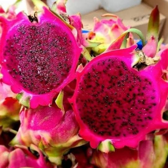 

buah naga merah 1000gr nUg