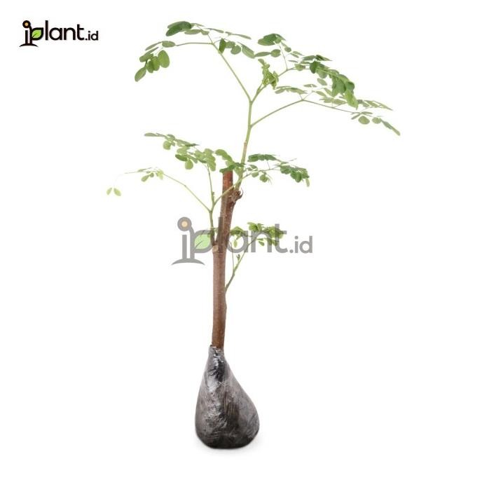 Pohon Kelor / Moringa - Bibit tanaman hidup