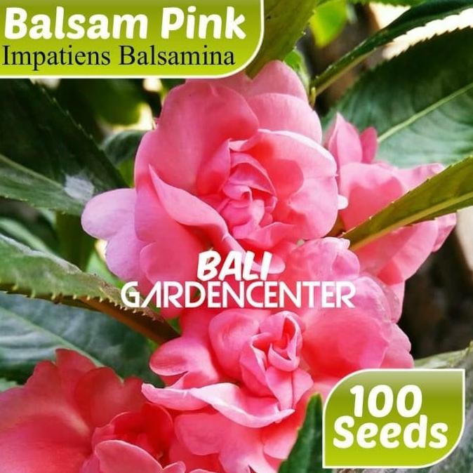 

Benih Biji Bunga Pacar Air Pink - Impatiens Balsamina nUg