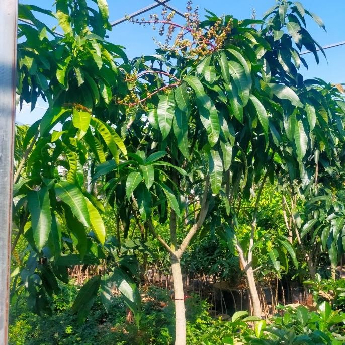 bibit pohon tanaman buah mangga miyazaki 2 meter kondisi berbunga