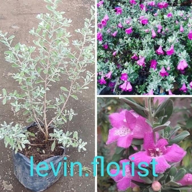[LANGKA] Leucophyllum frutescens / texas ranger/ texas sage / hijau perak bibit tanaman hias bunga