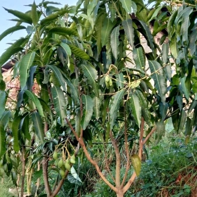 BIBIT TANAMAN BUAH MANGGA HARUM MANIS SUDAH BERBUAH / BATANG BESAR