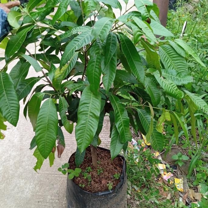 Bibit tanaman pohon buah gandaria /jatake cangkokan