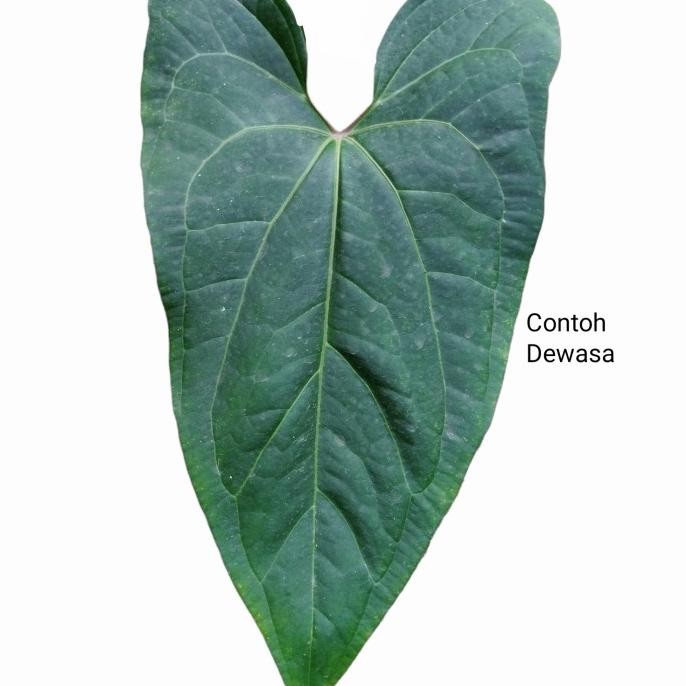 Bibit Tanaman Anthurium Kuping gajah Papillilaminum Red Stem