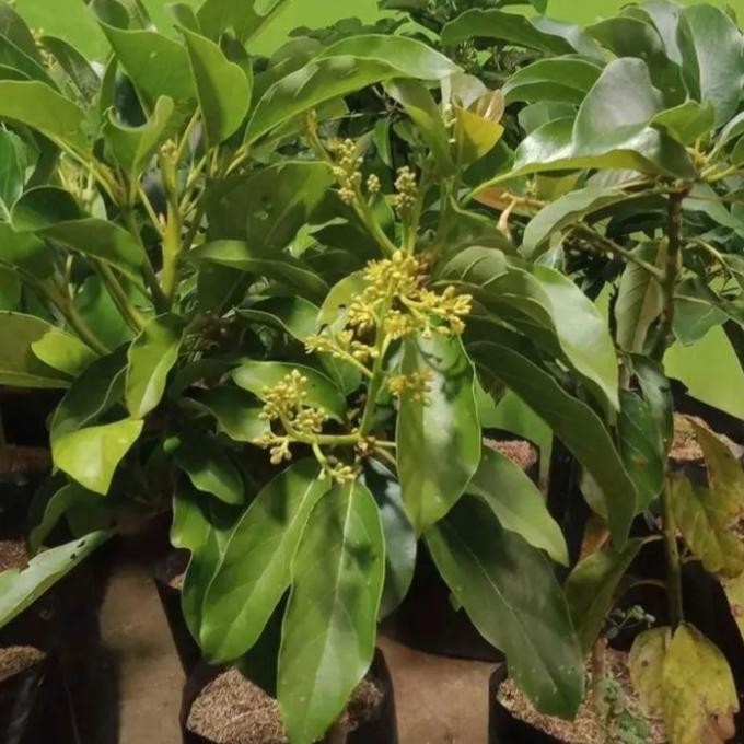 Tanaman Bibit Buah Alpukat Sudah Berbuah Dan Berbunga