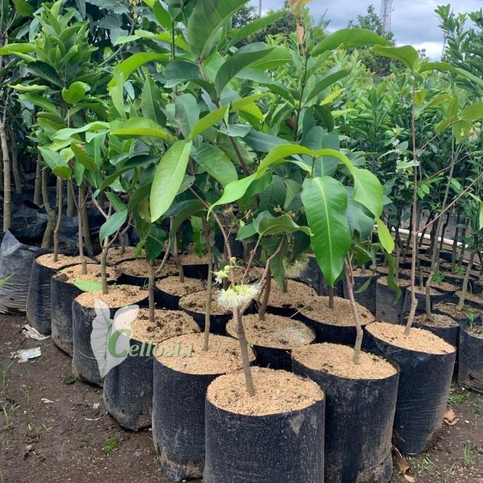 Bibit Tanaman Buah Jambu Air Madu Deli Jumbo (Sudah Berbuah)