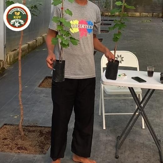 PAKET TIGA BIBIT ANGGUR BIBIT ANGGUR ASLI 3 TANAMAN BIBIT ANGGUR