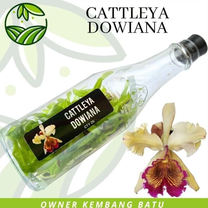Bibit Anggrek Botol Cattleya DOWIANA Bunga Besar Wangi Tanaman Koleksi