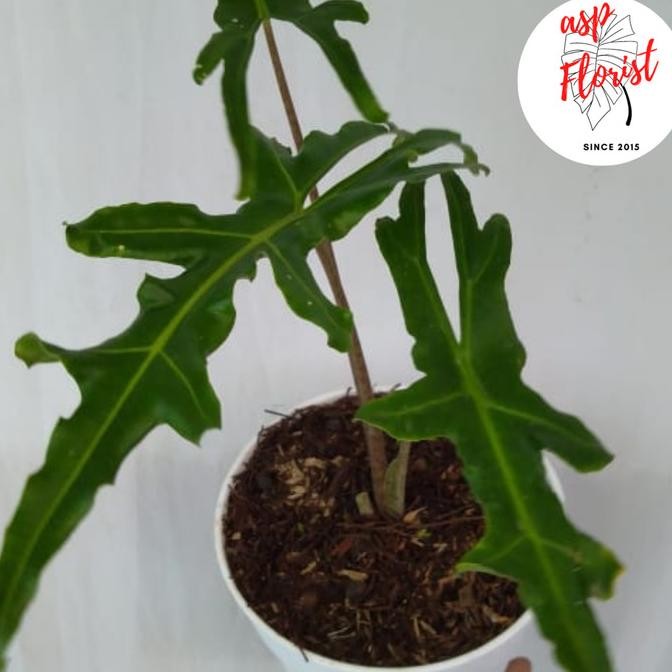 Tanaman Hias Alocasia Portei (bibit)