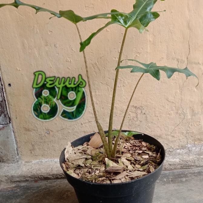 tanaman hias alocasia portei size bibit