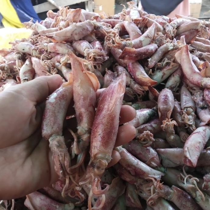 

Promo Cumi Asin Bertelur