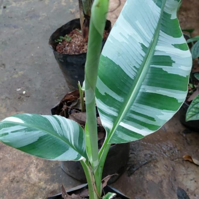 Bibit Tanaman Hias Buah Pisang Varigata Cantik dan Unik