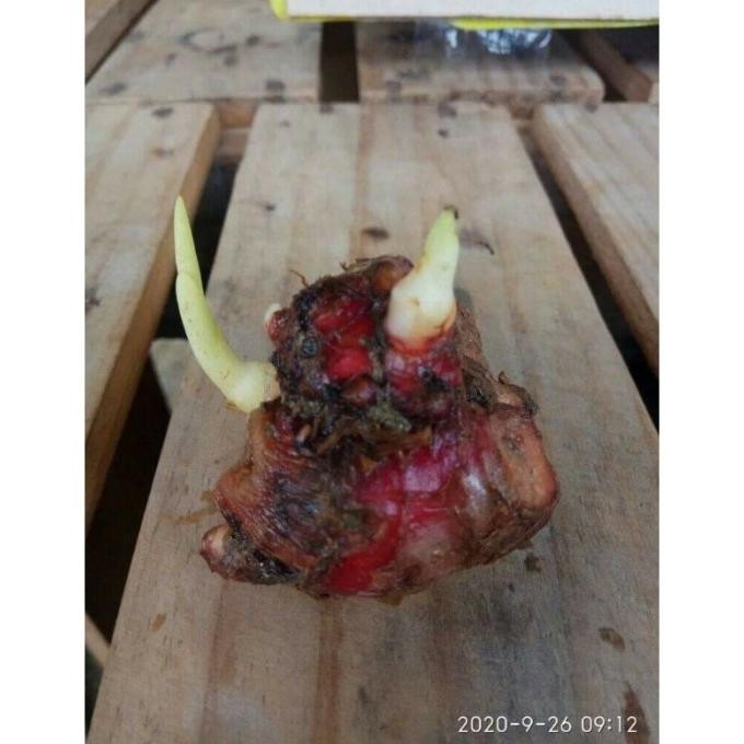 

bibit tanaman jahe merah bertunas super 1kg