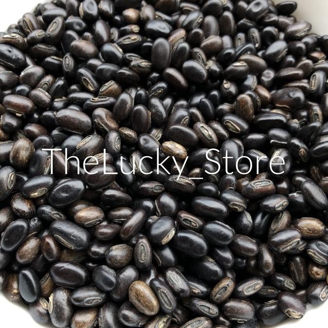 1kg Benih IMPORT MB Mucuna Bracteata Bibit Tanaman / Biji Kacang Kacangan Kebun Kelapa Sawit