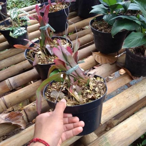 we-53 ew-98 Tanaman hias Wijaya Kusuma merah - wijaya Kusuma merah Terlaris Murah