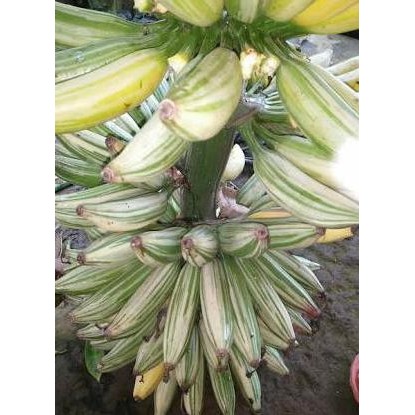 Bibit Tanaman Pisang Varigata