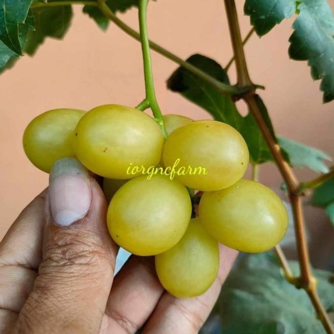 Bibit Tanaman Anggur Muscat Medovy