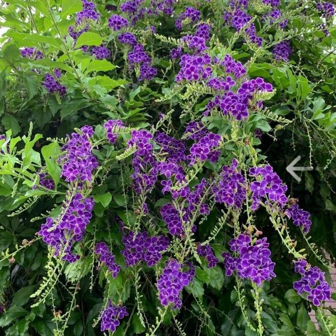 Tersedia Tanaman Hias - Duranta Erecta Caribbean Flowers