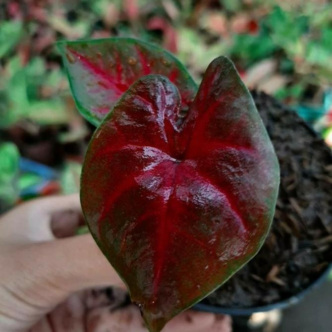 STOK TERBATASBibit Tanaman Hias Keladi Red Devil - Caladium Red Devil