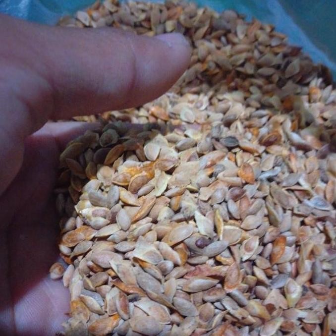 Benih Biji Tanaman Bibit Pohon PINUS