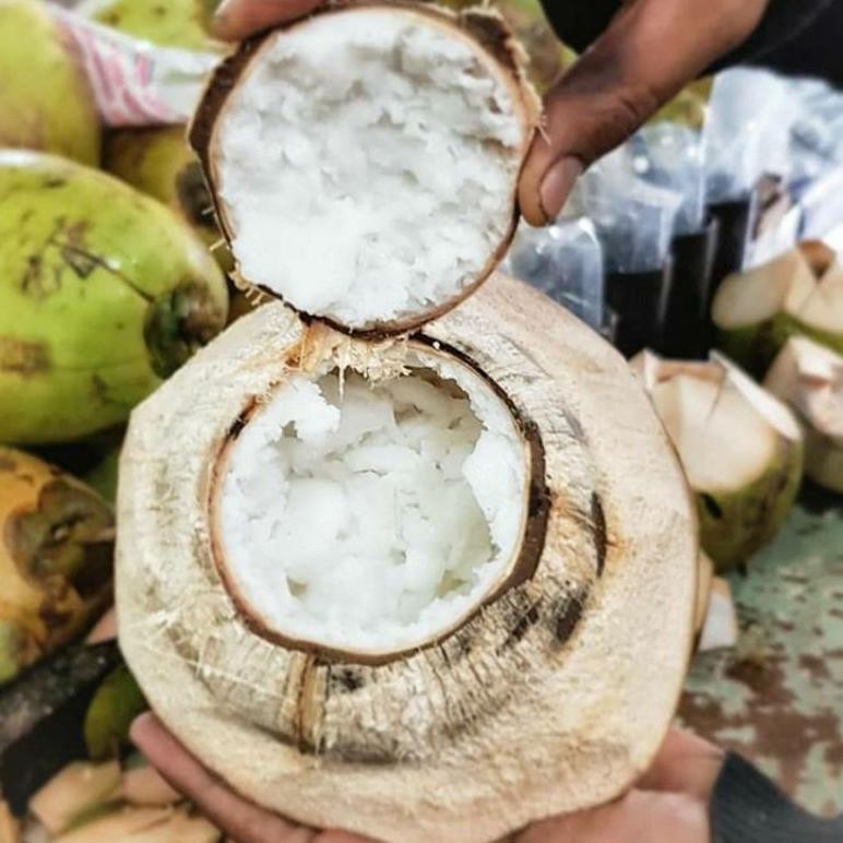 Bibit kelapa kopyor/kelapa kopyor/bibit kelapa kopyor genjah