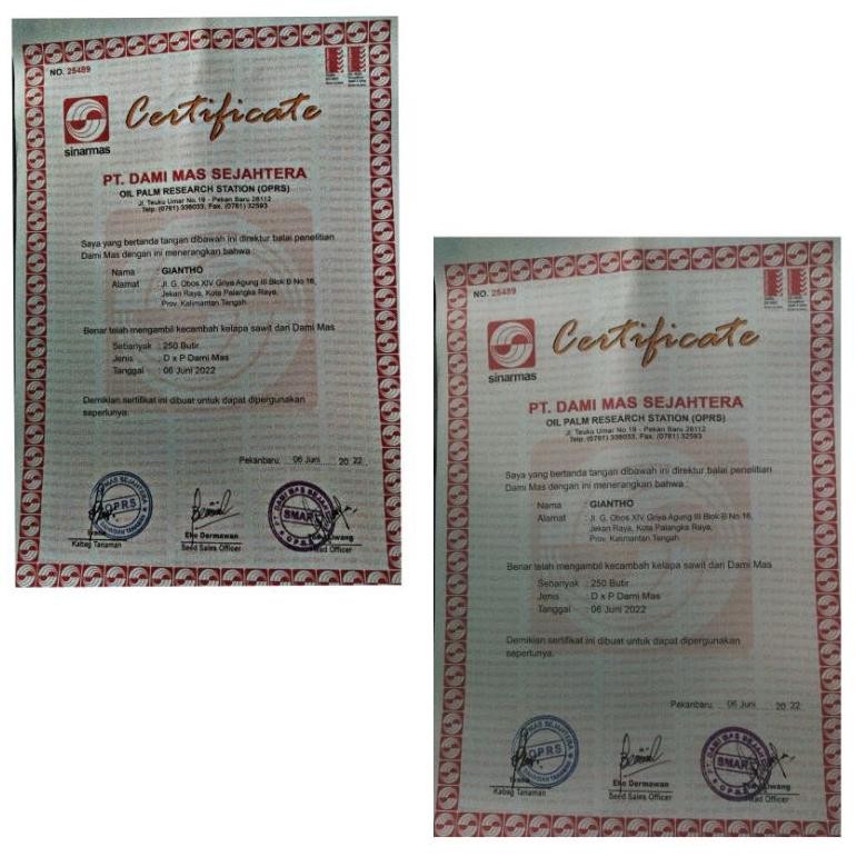 SAWIT BIBIT DxP DAMI MAS ( PT DAMI MAS SEJAHTERA)
