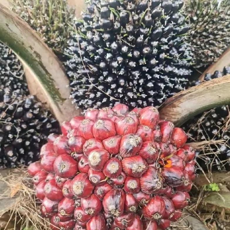 benih bibit polong sawit TENERA GOLDEN