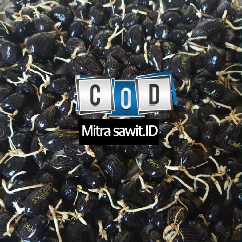 KECAMBAH SAWIT DXP PPKS SIMALUNGUN UNGGUL ASLI MEDAN isi 250 butir