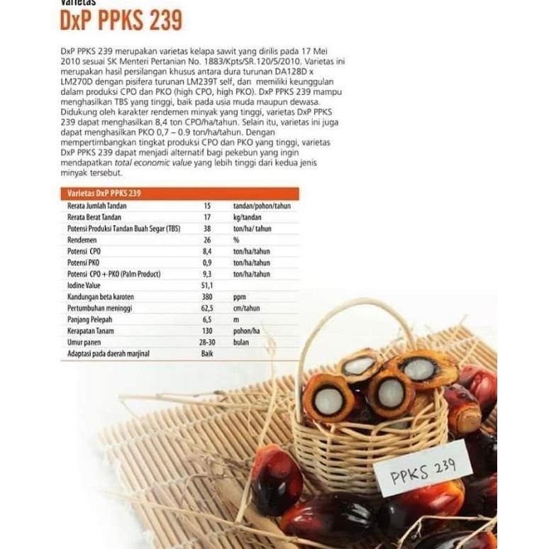 Bibit Benih Polong Kecambah Sawit DXP PPKS 239 asli medan (150 butir)