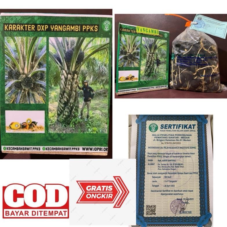 BIBIT SAWIT YANGAMBI 250 BUTIR (bersertifikat)
