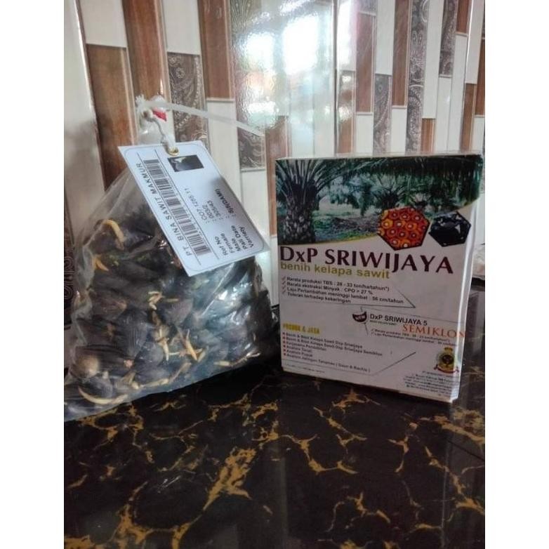 Bibit Benih Kecambah Sawit DXP SRIWIJAYA 6 (250 butir)