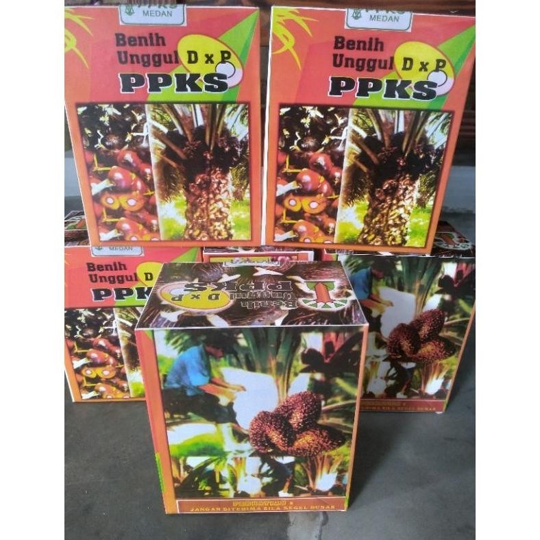Bibit Benih Kecambah Sawit PPKS 239 asli medan (150 butir)