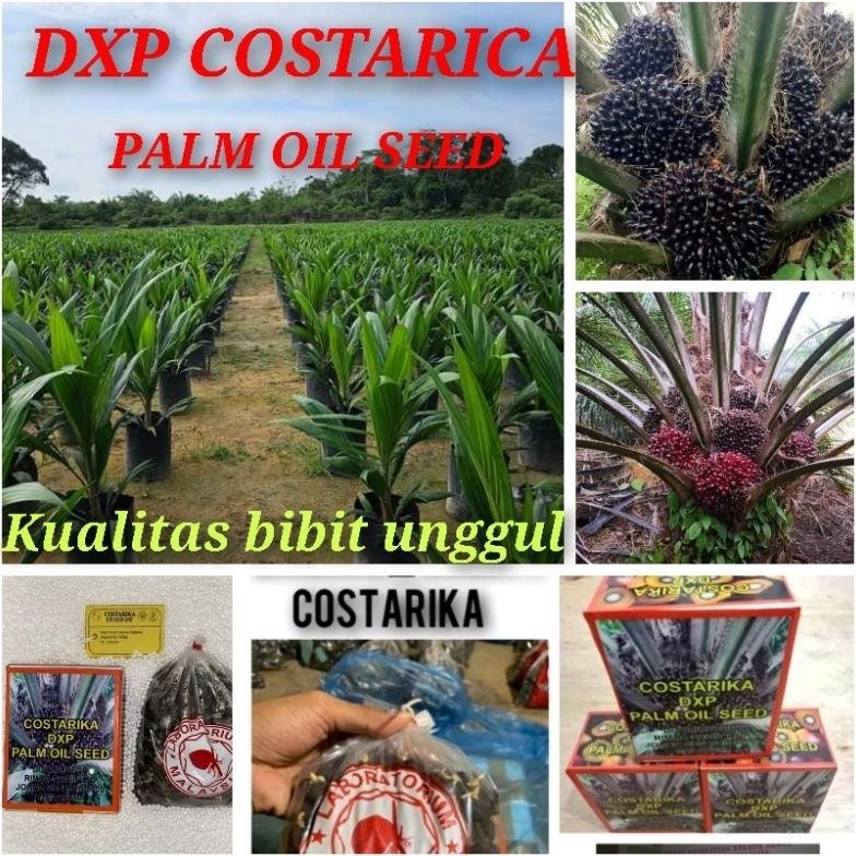 Bibit Benih Kecambah Sawit DXP COSTARIKA (250 butir)