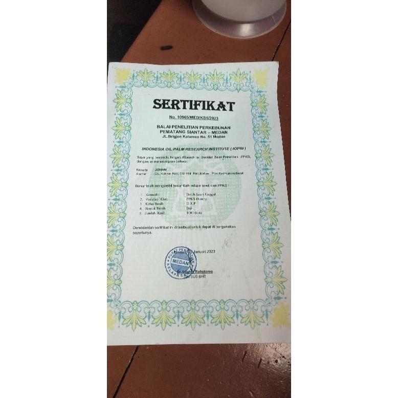 Bibit kecambah sawit ppks simalungun
