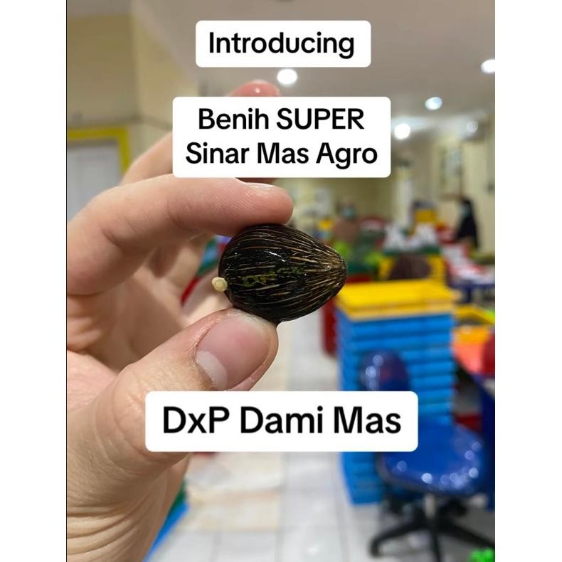 DXP DAMI MAS kecambah sawit original bersertifikat