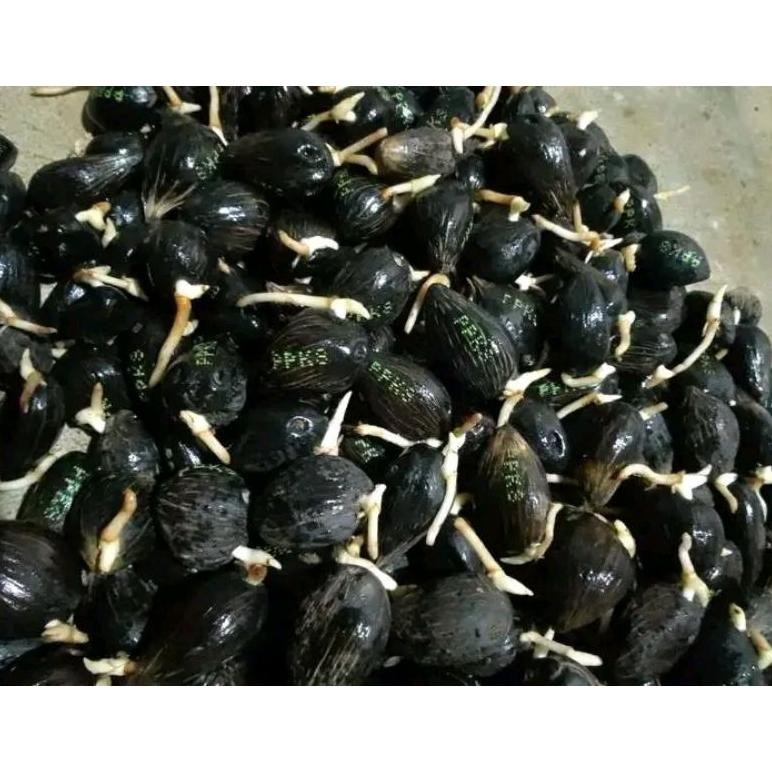 bibit kecambah sawit ppks239 isi 250 butir