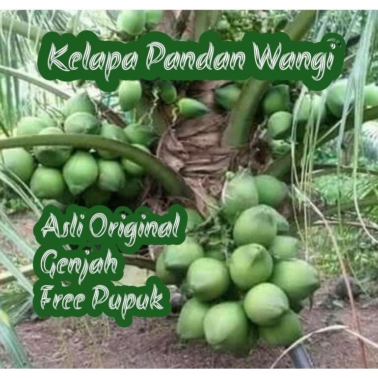 BIBIT KELAPA PANDAN WANGI ASLI THAILAND
